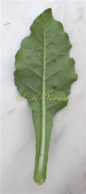 Basal leaf (Abaxial view)